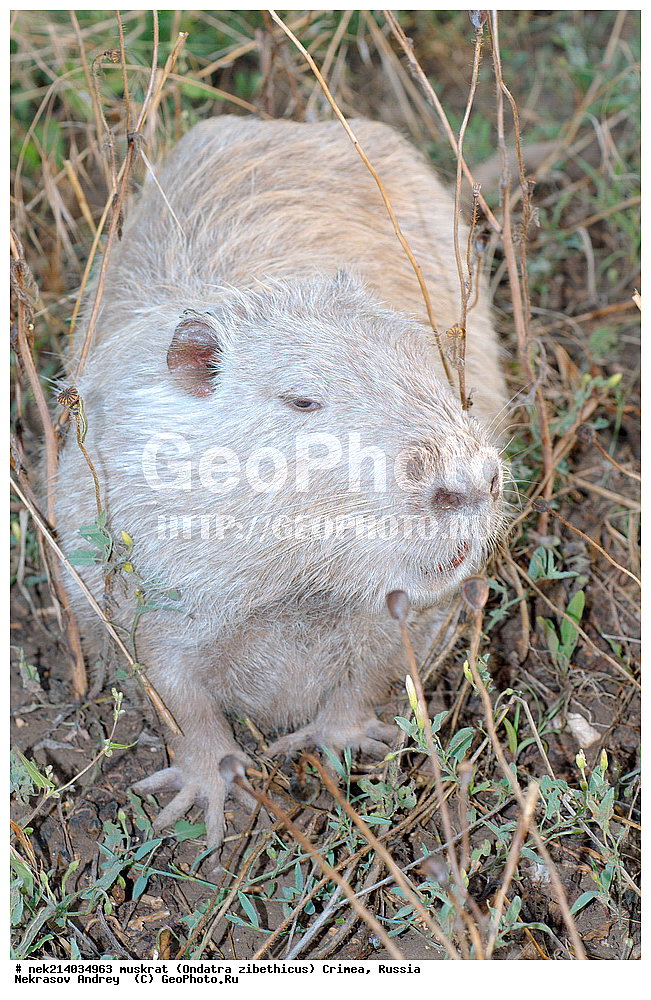 Ondatra zibethicus, �������, ����, ��������� �����, �����, �����, ������, �������, �����, ��������, ��������, �������, �����, �����, ������, �������, �������, �����, �����, �����, �������������, �������������, �������, ����������, ������� �����, ����������, �������, ��������� �����, Ondatra zibethicus, XYZ, ���������, ��������������, Cricetidae