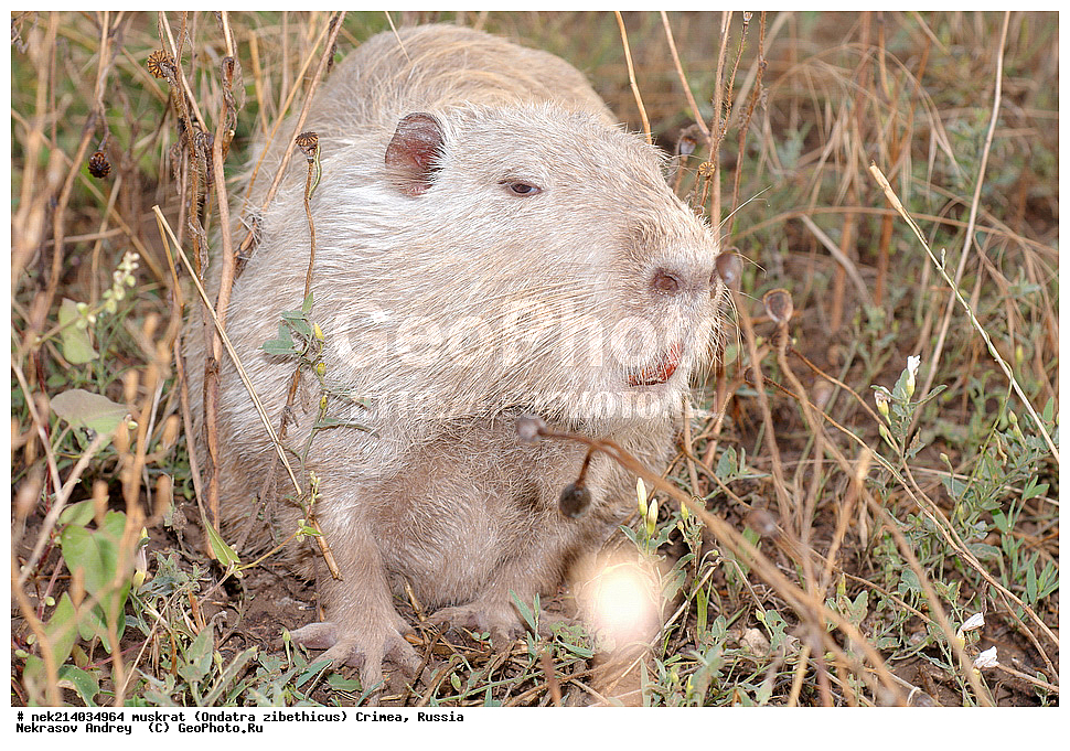 Ondatra zibethicus, �������, ����, ��������� �����, �����, �����, ������, �������, �����, ��������, ��������, �������, �����, �����, ������, �������, �������, �����, �����, �����, �������������, �������������, �������, ����������, ������� �����, ����������, �������, ��������� �����, Ondatra zibethicus, XYZ, ���������, ��������������, Cricetidae