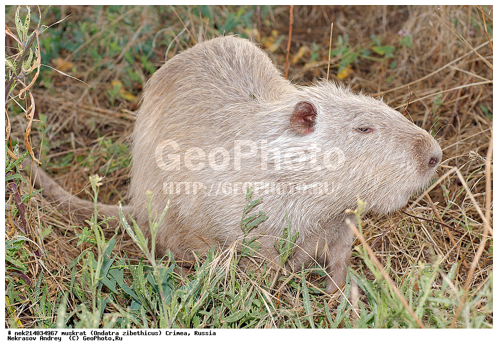 Ondatra zibethicus, �������, ����, ��������� �����, �����, �����, ������, �������, �����, ��������, ��������, �������, �����, �����, ������, �������, �������, �����, �����, �����, �������������, �������������, �������, ����������, ������� �����, ����������, �������, ��������� �����, Ondatra zibethicus, XYZ, ���������, ��������������, Cricetidae