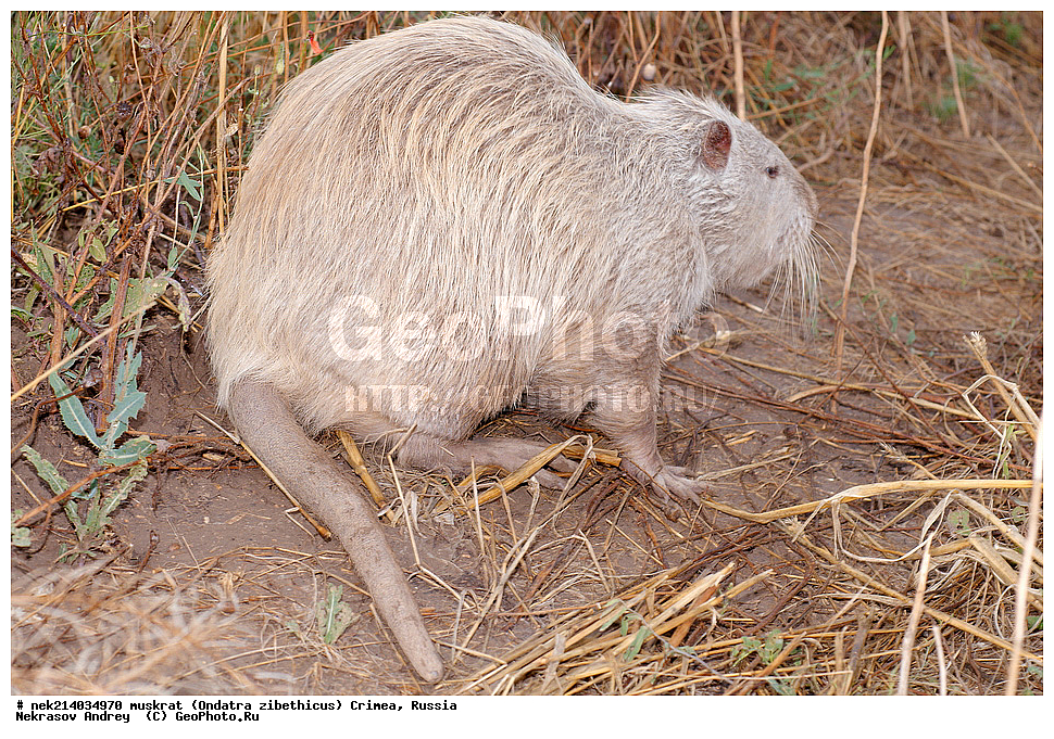 Ondatra zibethicus, �������, ����, ��������� �����, �����, �����, ������, �������, �����, ��������, ��������, �������, �����, �����, ������, �������, �������, �����, �����, �����, �������������, �������������, �������, ����������, ������� �����, ����������, �������, ��������� �����, Ondatra zibethicus, XYZ, ���������, ��������������, Cricetidae