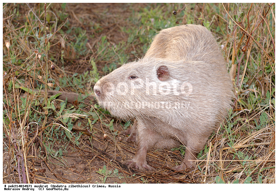 Ondatra zibethicus, �������, ����, ��������� �����, �����, �����, ������, �������, �����, ��������, ��������, �������, �����, �����, ������, �������, �������, �����, �����, �����, �������������, �������������, �������, ����������, ������� �����, ����������, �������, ��������� �����, Ondatra zibethicus, XYZ, ���������, ��������������, Cricetidae