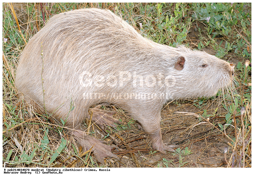 Ondatra zibethicus, �������, ����, ��������� �����, �����, �����, ������, �������, �����, ��������, ��������, �������, �����, �����, ������, �������, �������, �����, �����, �����, �������������, �������������, �������, ����������, ������� �����, ����������, �������, ��������� �����, Ondatra zibethicus, XYZ, ���������, ��������������, Cricetidae