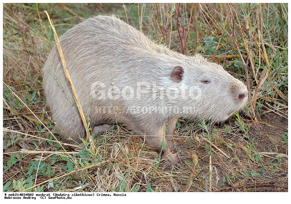 Ondatra zibethicus, �������, ����, ��������� �����, �����, �����, ������, �������, �����, ��������, ��������, �������, �����, �����, ������, �������, �������, �����, �����, �����, �������������, �������������, �������, ����������, ������� �����, ����������, �������, ��������� �����, Ondatra zibethicus, XYZ, ���������, ��������������, Cricetidae