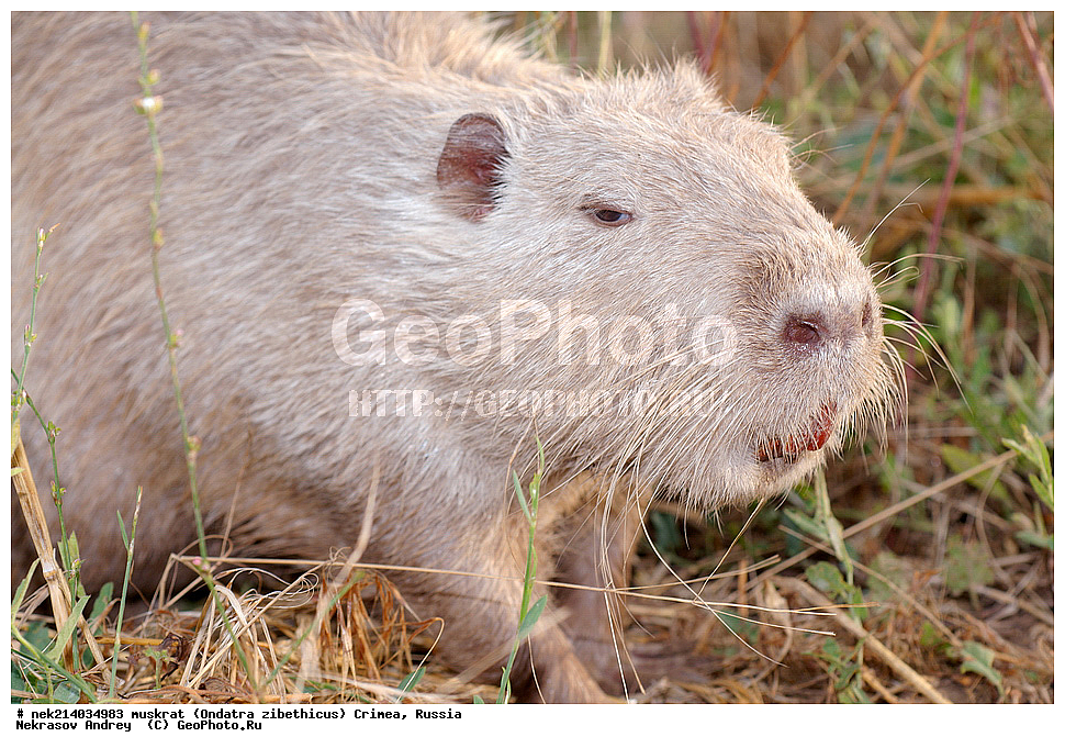 Ondatra zibethicus, �������, ����, ��������� �����, �����, �����, ������, �������, �����, ��������, ��������, �������, �����, �����, ������, �������, �������, �����, �����, �����, �������������, �������������, �������, ����������, ������� �����, ����������, �������, ��������� �����, Ondatra zibethicus, XYZ, ���������, ��������������, Cricetidae