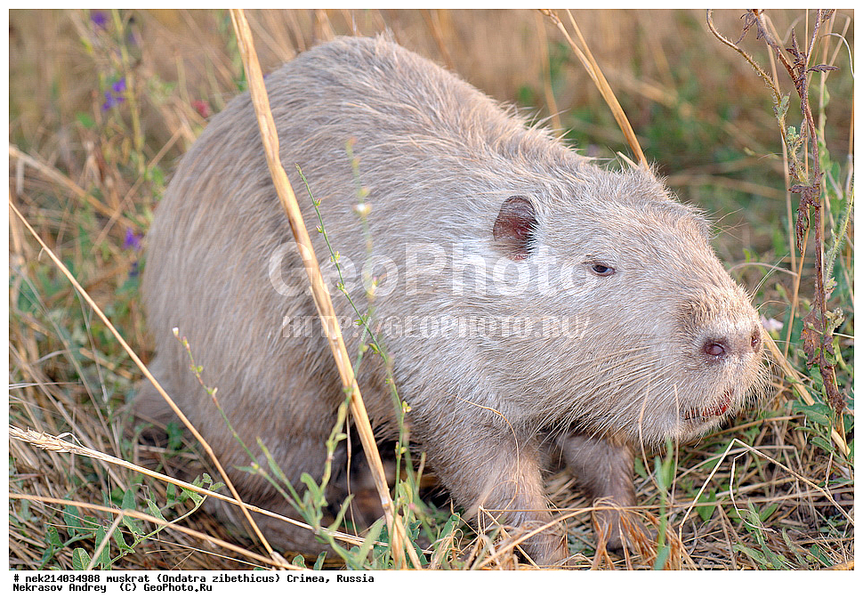 Ondatra zibethicus, �������, ����, ��������� �����, �����, �����, ������, �������, �����, ��������, ��������, �������, �����, �����, ������, �������, �������, �����, �����, �����, �������������, �������������, �������, ����������, ������� �����, ����������, �������, ��������� �����, Ondatra zibethicus, XYZ, ���������, ��������������, Cricetidae