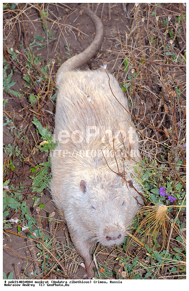 Ondatra zibethicus, �������, ����, ��������� �����, �����, �����, ������, �������, �����, ��������, ��������, �������, �����, �����, ������, �������, �������, �����, �����, �����, �������������, �������������, �������, ����������, ������� �����, ����������, �������, ��������� �����, Ondatra zibethicus, XYZ, ���������, ��������������, Cricetidae