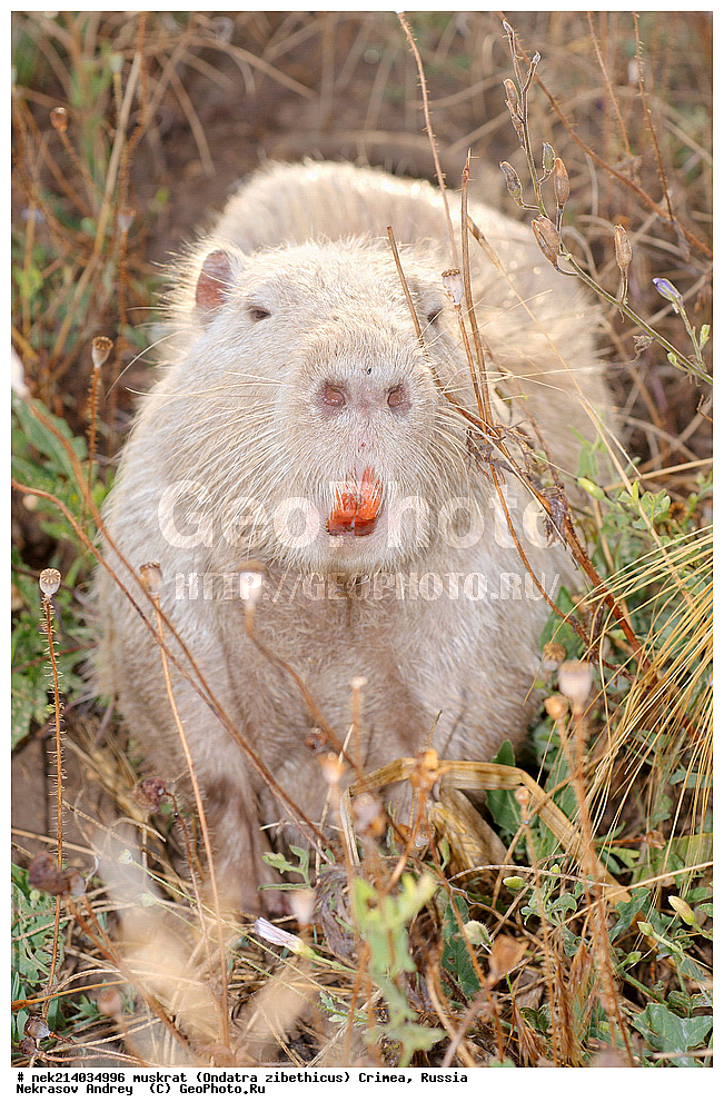 Ondatra zibethicus, �������, ����, ��������� �����, �����, �����, ������, �������, �����, ��������, ��������, �������, �����, �����, ������, �������, �������, �����, �����, �����, �������������, �������������, �������, ����������, ������� �����, ����������, �������, ��������� �����, Ondatra zibethicus, XYZ, ���������, ��������������, Cricetidae