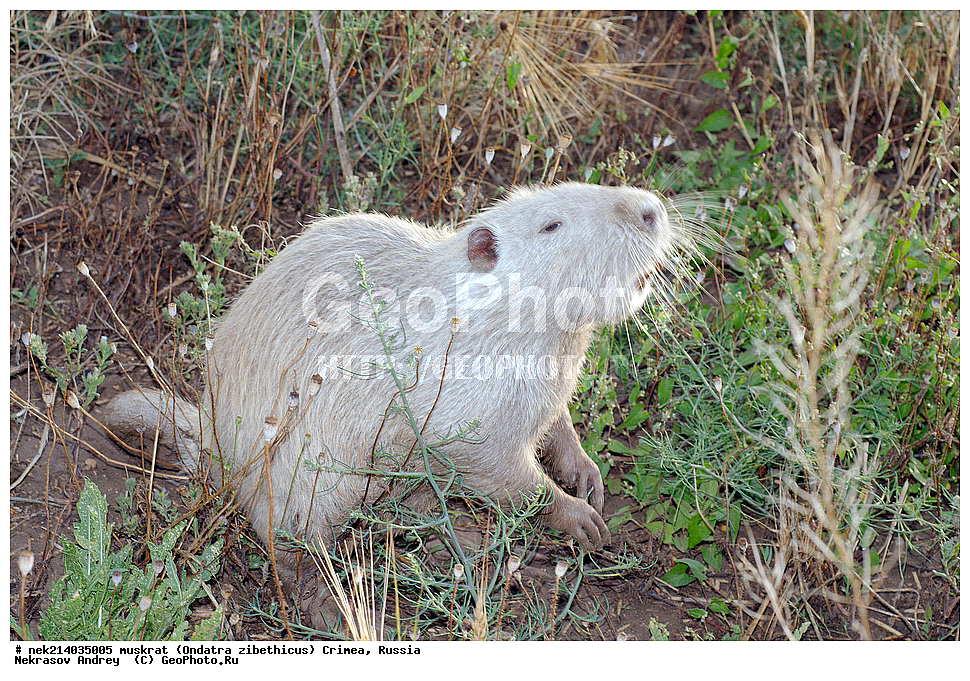 Ondatra zibethicus, �������, ����, ��������� �����, �����, �����, ������, �������, �����, ��������, ��������, �������, �����, �����, ������, �������, �������, �����, �����, �����, �������������, �������������, �������, ����������, ������� �����, ����������, �������, ��������� �����, Ondatra zibethicus, XYZ, ���������, ��������������, Cricetidae