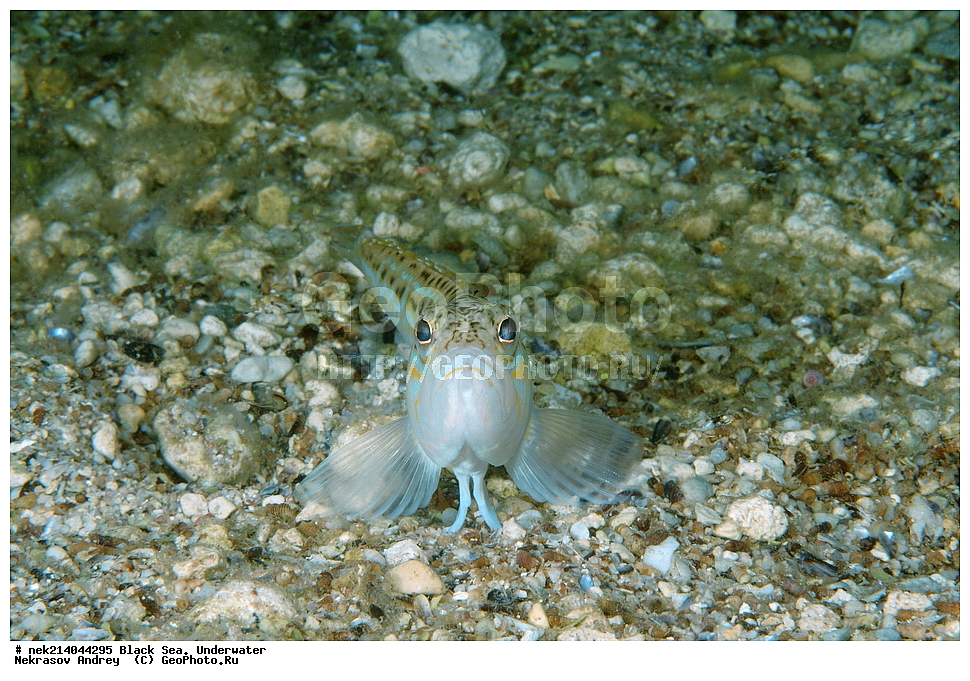 ������ ����. ��������� ��� , Trachinus draco, ����, �������, ��������� ���, ���������, ����������, �������, ������� �������, ���, ����, �����, �������������, �����, �����, ������, ���������, �����, ��������, ��������, �����, �����, ��� ������, ��������, ��������, ���, ����, �������, �������, �������, �������, ����, ���, ���������, ���������, �������, ���, ���������, ���������, ����������, �������, �������, ����, ����, ��������, ������, �����, ����������, ������������, ������������, ��������, ��������, ������ ����, ������