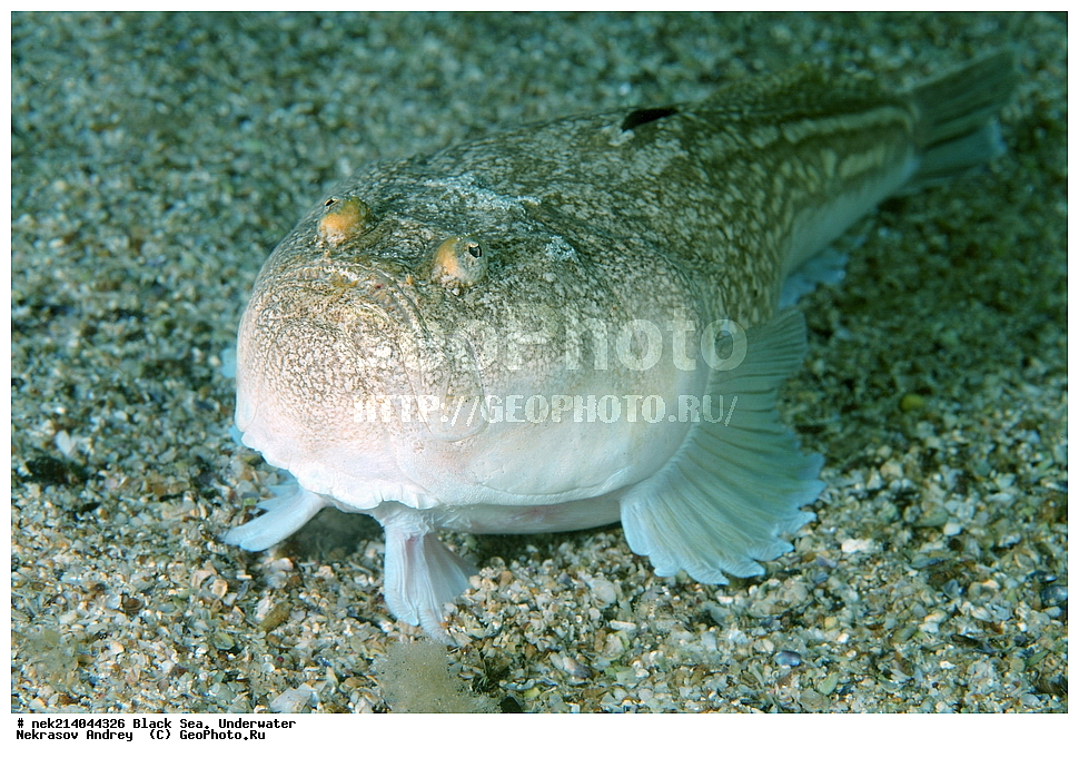 ������ ����. ��������� ��� , Uranoscopus scaber, ���������, ����, ��������� ���, ���������, ����������, ���, ���, ����, �����, �������������, �����, �����, �����, ��������, ��������, �����, �����, ����, ������, ��������, ��������, ���, ����, �������, �������, �������, �������, ����, ���, ���������, ���������, �������, �������, ������, ���, ���������, ���������, ����������, �������, ������, ������, ����, ����, ������, ������, �����, ����������, ������������, ������������, ��������, ��������, ������ ����, ������