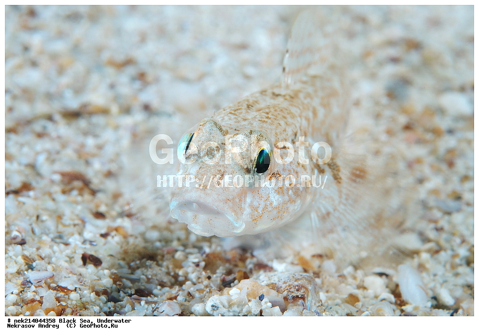 ������ ����. ��������� ��� , Gobius niger, �����, �����, ������ �����, ����� �����, �����, ������, ����, ��������� ���, ���������, ����������, ���, ����, �����, �������������, �����, �����, �����, ��������, ��������, �����, �����, ��������, ��������, ���, ����, �������, �������, �������, �������, ����, ���, ���������, ���������, ���, ���������, ���������, ����������, �������, �������, ����, ����, ������, �����, ����������, ������������, ������������, ������ ����, ������