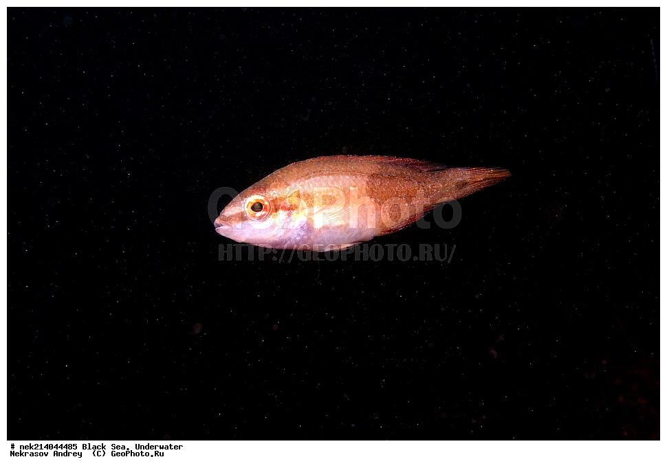 ������ ����. ��������� ��� , ��������� �����, ���������, �����, ������, Symphodus ocellatus, ���������, ���������, ����, ��������� ���, ���������, ����������, ���, ����, �����, �������������, �����, �����, �����, ��������, ��������, �����, �����, ��������, ��������, ���, ����, �������, �������, �������, �������, ����, ���, ���������, ���������, ���, ���������, ���������, ����������, �������, �������, ����, ����, ������, �����, ����������, ������������, ������������, ������ ����, ������