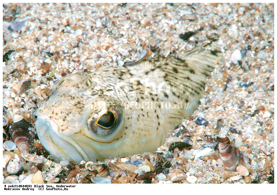 ������ ����. ��������� ��� , Trachinus draco, ����, �������, ��������� ���, ���������, ����������, �������, ������� �������, ���, ����, �����, �������������, �����, �����, ������, ���������, �����, ��������, ��������, �����, �����, ��� ������, ��������, ��������, ���, ����, �������, �������, �������, �������, ����, ���, ���������, ���������, �������, ���, ���������, ���������, ����������, �������, �������, ����, ����, ��������, ������, �����, ����������, ������������, ������������, ��������, ��������, ������ ����, ������