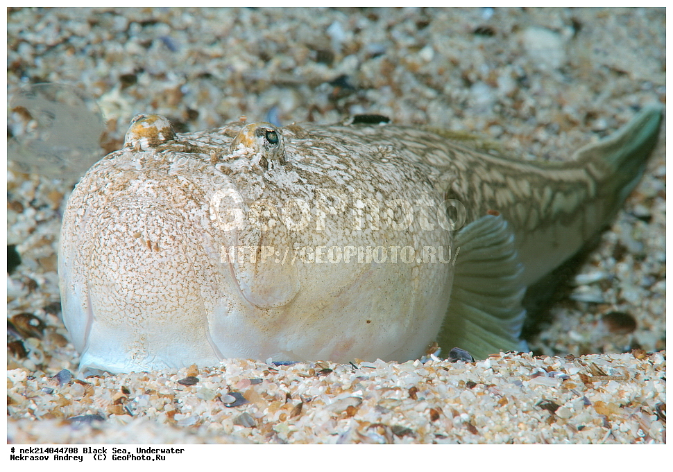 ������ ����. ��������� ��� , Uranoscopus scaber, ���������, ����, ��������� ���, ���������, ����������, ���, ���, ����, �����, �������������, �����, �����, �����, ��������, ��������, �����, �����, ����, ������, ��������, ��������, ���, ����, �������, �������, �������, �������, ����, ���, ���������, ���������, �������, �������, ������, ���, ���������, ���������, ����������, �������, ������, ������, ����, ����, ������, ������, �����, ����������, ������������, ������������, ��������, ��������, ������ ����, ������