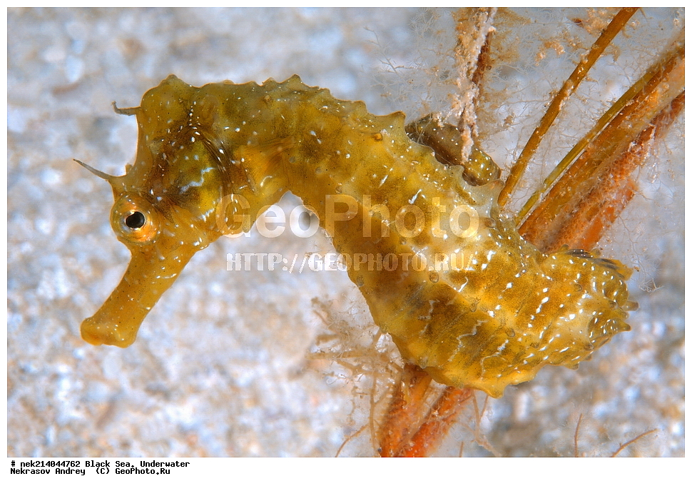 ������ ����. ��������� ��� , Hippocampus hippocampus, ����, �������, ��������� ���, ���������, ����������, ���, ����, �����, �������������, �����, �����, �����, ��������, ��������, �����, �����, �����, ������, ��������, ��������, ���, ����, �������, �������, �������, ����, ���, ���������, ���������, ���, ���������, ���������, ����������, �������, �������, ����, ����, ������, �����, ����������, ������������, ������������, ������ ����, ������