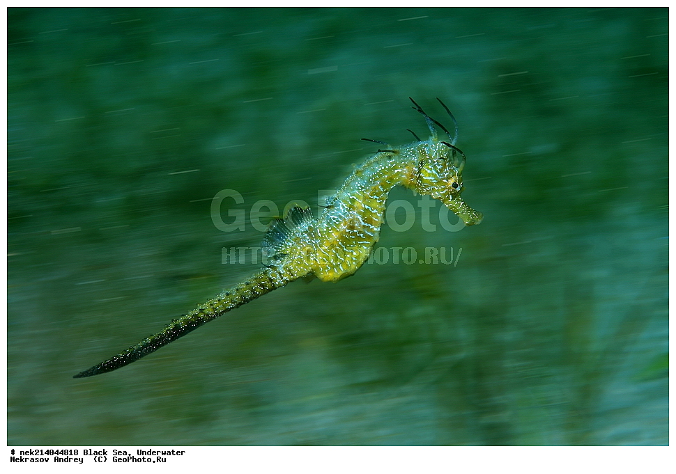 ������ ����. ��������� ��� , Hippocampus hippocampus, ����, �������, ��������� ���, ���������, ����������, ���, ����, �����, �������������, �����, �����, �����, ��������, ��������, �����, �����, �����, ������, ��������, ��������, ���, ����, �������, �������, �������, ����, ���, ���������, ���������, ���, ���������, ���������, ����������, �������, �������, ����, ����, ������, �����, ����������, ������������, ������������, ������ ����, ������