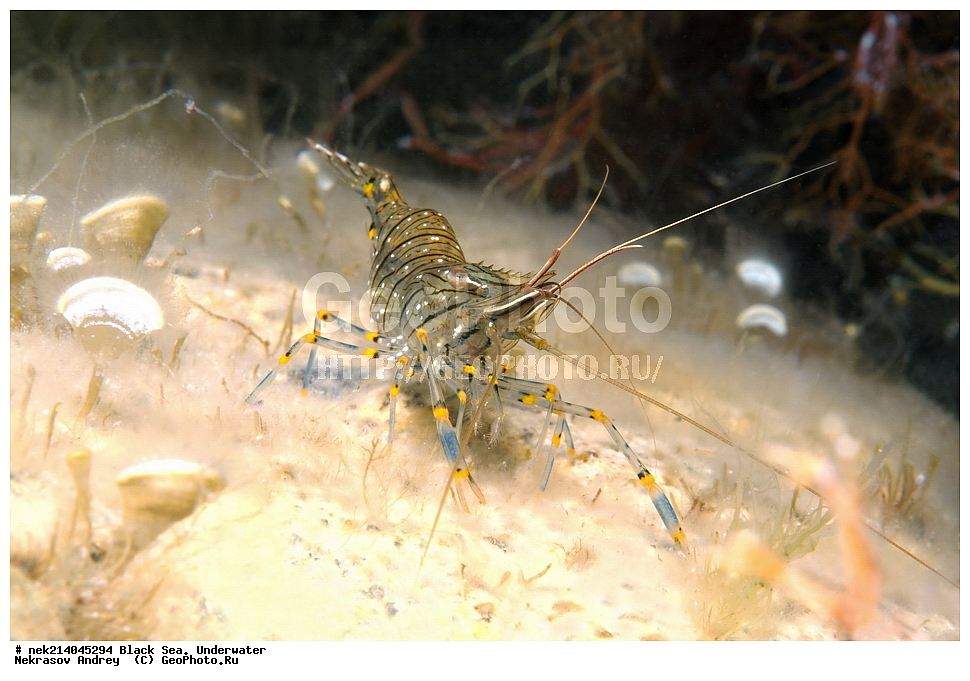 ������ ����. ��������� ��� , Palaemon elegans, ��������, ����, ��������� ���, ���������, ����������, ���, ����, �����, �������������, �����, �����, �����, ��������, ��������, �����, �����, ��������, ��������, ��������, ��������, ���, ����, �������, �������, �������, ����, ���, ���������, ���������, ���, ���������, ���������, ����������, �������, �������, ������, �����, ����������, ������������, ������������, ������ ����, ������