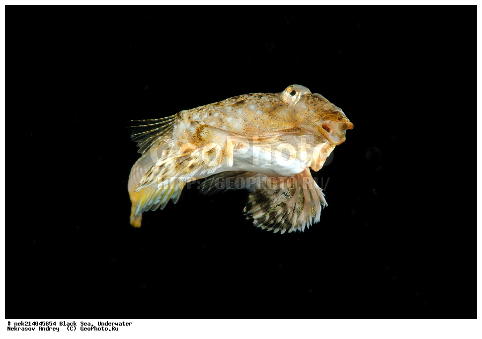 ������ ����. ��������� ��� , Callionymus pusillus, �������, �����, ����, ��������� ���, ���������, ����������, ���, ����, �����, �������������, �����, �����, �����, ��������, ��������, �����, �����, ��������, ��������, ���, ����, �������, �������, �������, �������, ����, ���, ����, ���������, ���������, ��������, ��������, ���, ���������, ���������, ����������, �������, �������, ����, ����, �����, ������, �����, ����������, ������������, ������������, ������ ����, ������