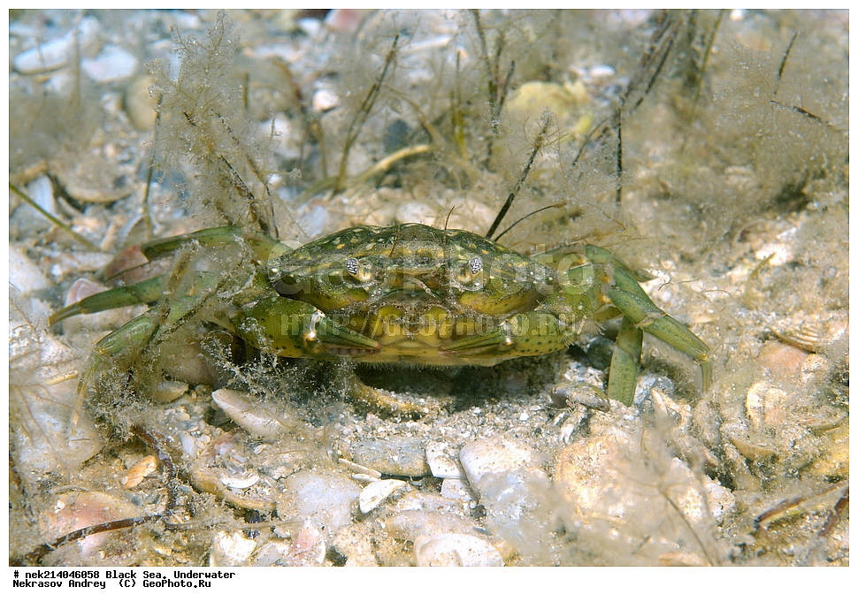 ������ ����. ��������� ��� , Carcinus mediterraneus, ����, ��������� ���, ���������, ��������, ����������, ���, ����, �����, �������������, �����, �����, �����, ��������, ��������, �����, �����, ������, ����, �����, ��������, ��������, ���, ����, �������, �������, �������, ����, ���, ���������, ���������, ���, ���������, ���������, ����������, �������, �������, ������, �����, ����������, ������������, ������������, ������ ����, ������