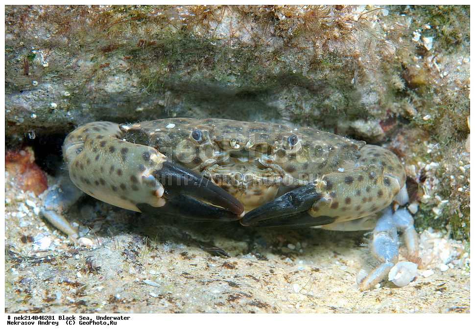 ������ ����. ��������� ��� , Xantho poressa, ����, ��������� ���, ���������, ����������, ���, ����, �����, �������, ��������, �������������, �����, �����, �����, ��������, ��������, �����, �����, ����, �����, ��������, ��������, ������, ���, ����, �������, �������, �������, ����, ���, ���������, ���������, ���, ���������, ���������, ����������, �������, �������, ������, �����, ����������, ������������, ������������, ������ ����, ������