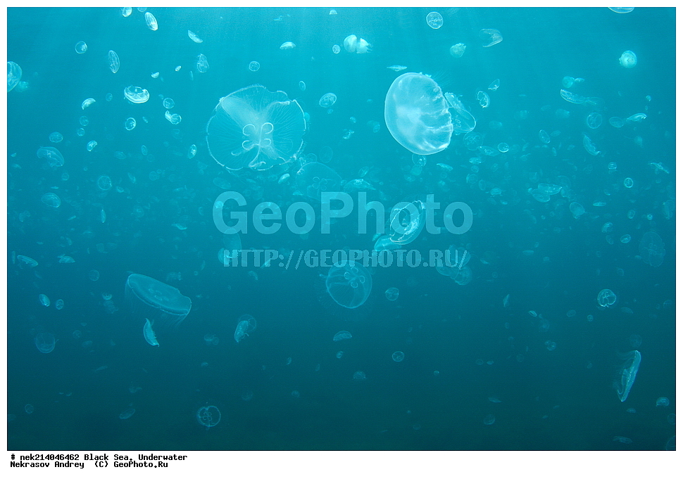 ������ ����. ��������� ��� , aurita, �������, ��������� ���, �������, ������� ����, ������ ����, ������, ������ ����, �����������, ������, ��������, �, ���, ����, ������, ������, ������, �����, ������, �������, ������, �������, ���, ����� �������, ��������, ��������, ����� ����, ����, ����, ������, ����, �������, ������� �����, �������, �������, ��, ���������, ��������� ����, ���������, �����, ����������, ���������� ��� ����, ���, ��� �����, ���������, ��������� ����������, ���������, ���������, ���������, ��������� ����������, ���������, ��������� �����, ����������, �������, ������������, ������������, ������������, Aurelia, ������