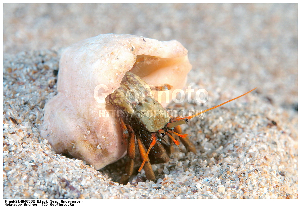 ������ ����. ��������� ��� , Clibanarius erythropus, ����, ��������� ���, ���, ����, ���������, ����������, ���, ����, �����, �������������, �����, �����, �����, ��������, ��������, �����, �����, ����������, �������, ��������, ��������, ���, ����, �������, �������, �������, ����, ���, ���������, ���������, ���������, ����������, ���, ���������, ���������, ����������, �������, ������, �����, ����������, ������������, ������������, ������ ����, ������