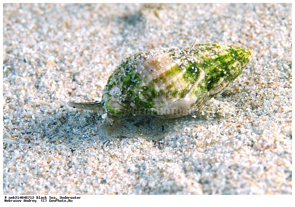 ������ ����. ��������� ��� , ��������, �������, �����, Tritia reticulata, ����, ��������� ���, ���������, ����������, ���, ����, �����, �������������, �����, �����, �����, ��������, ��������, �����, �����, ��������, ��������, ���, ����, �������, �������, �������, ����, ���, ���������, ���������, ���, ���������, ���������, ����������, �������, �������,  ������, �����, ����������, ������������, ������������, ������ ����, ������