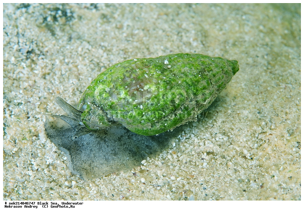 ������ ����. ��������� ��� , ��������, �������, �����, Tritia reticulata, ����, ��������� ���, ���������, ����������, ���, ����, �����, �������������, �����, �����, �����, ��������, ��������, �����, �����, ��������, ��������, ���, ����, �������, �������, �������, ����, ���, ���������, ���������, ���, ���������, ���������, ����������, �������, �������,  ������, �����, ����������, ������������, ������������, ������ ����, ������