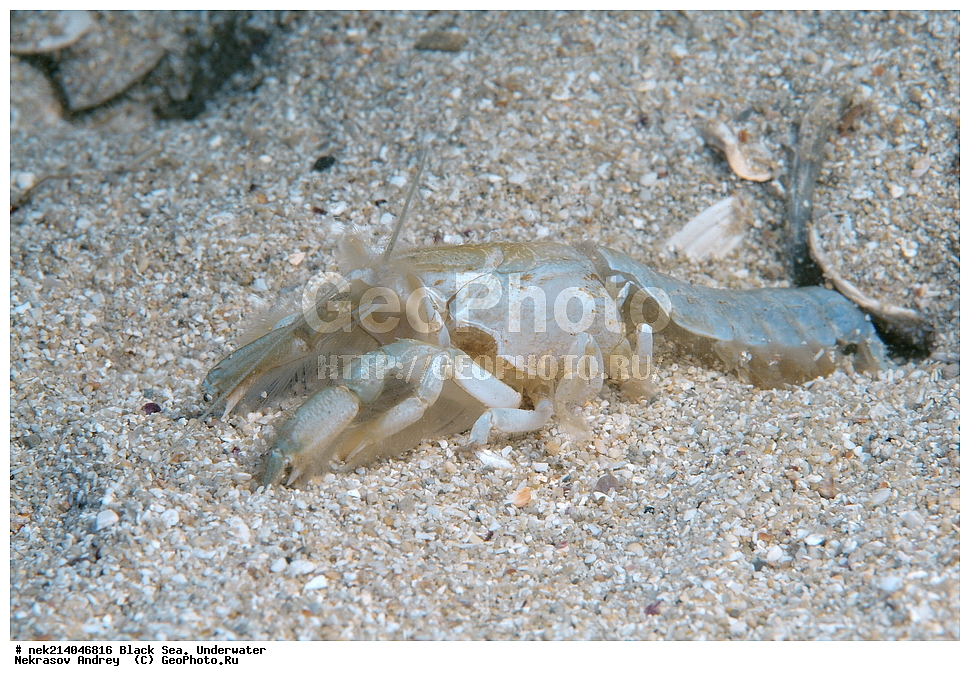 ������ ����. ��������� ��� , Upogebia pusilla, ����, ��������� ��� , ���������, ����������, ���, ����, �����, �������������, �����, �����, �����, ��������, ��������, �����, �����, ����, ��������, ��������, ���, ����, �������, �������, �������, ����, ���, ���������, ���������, ���, ���������, ���������, ����������, �������, ���, ����, ������������, ������, �����, ����������, ������������, ������������, ������ ����, ���-����, ������