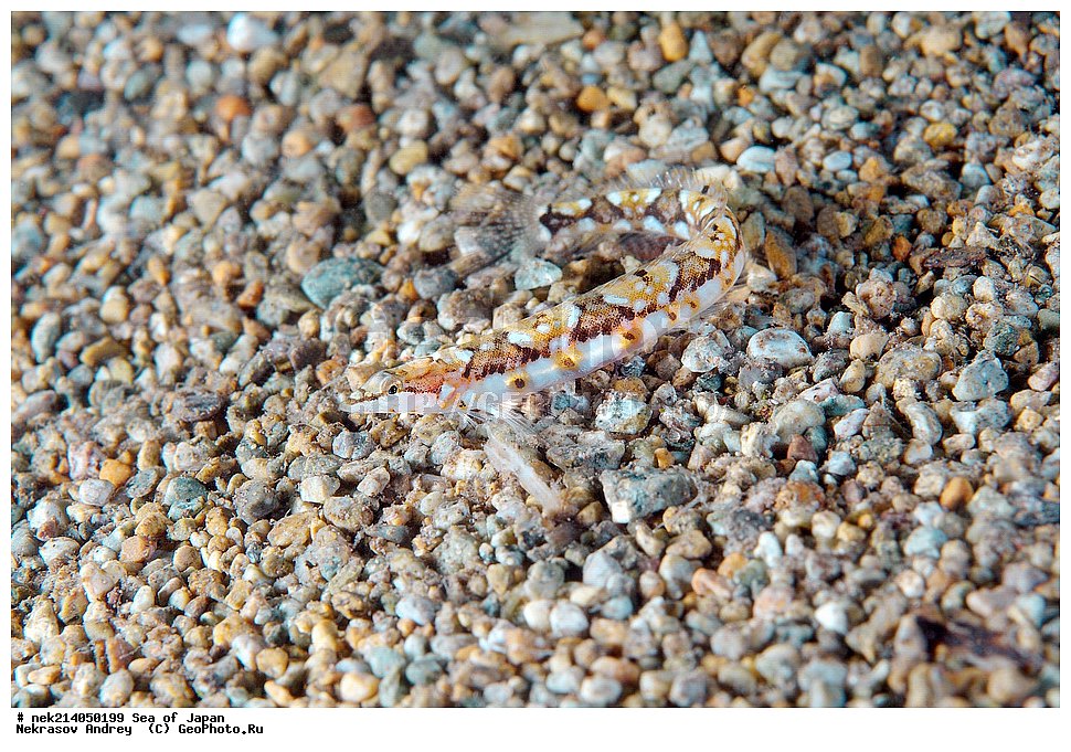 �������� ����, ���������������, ���������������, �������, ����������, ����������, ���������� ����, ����������, ��������, ����� �����, ����� ������, ��������, ��������� ����, �������� ����, ��������, ����, �������� ����, ����, �����, ������, ���������������, ��������, ��������, ����, �������, �������, ���, ���������, ���������, ��������� ���, �������������, �������������, ������������, ��������� ����, �����, �����, �������, ������ ��������, Lumpenopsis pavlenkoi, Soldatov, ������, ����, ����