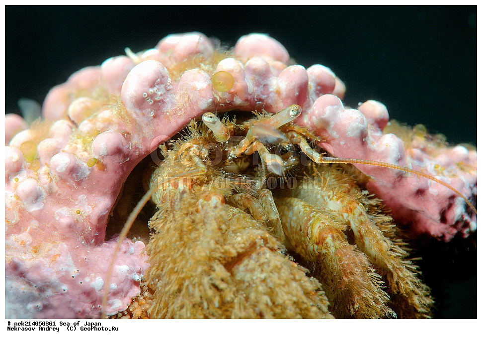 �������� ����, ���������������, ���������������, �������, ����������, ����������, ���������� ����, ����������, ��������, ����� �����, ����� ������, ��������, ��������� ����, �������� ����, ��������, ����, �������� ����, ����, �����, ������, ���������������, ��������, ��������, ����, �������, �������, ���, ���������, ���������, ��������� ���, �������������, �������������, ������������, ��������� ����, �����, �����, �������, ��� ��������� �����������, Pagurus Pectinatus, ���, ���������, �����������, ���, ���� 