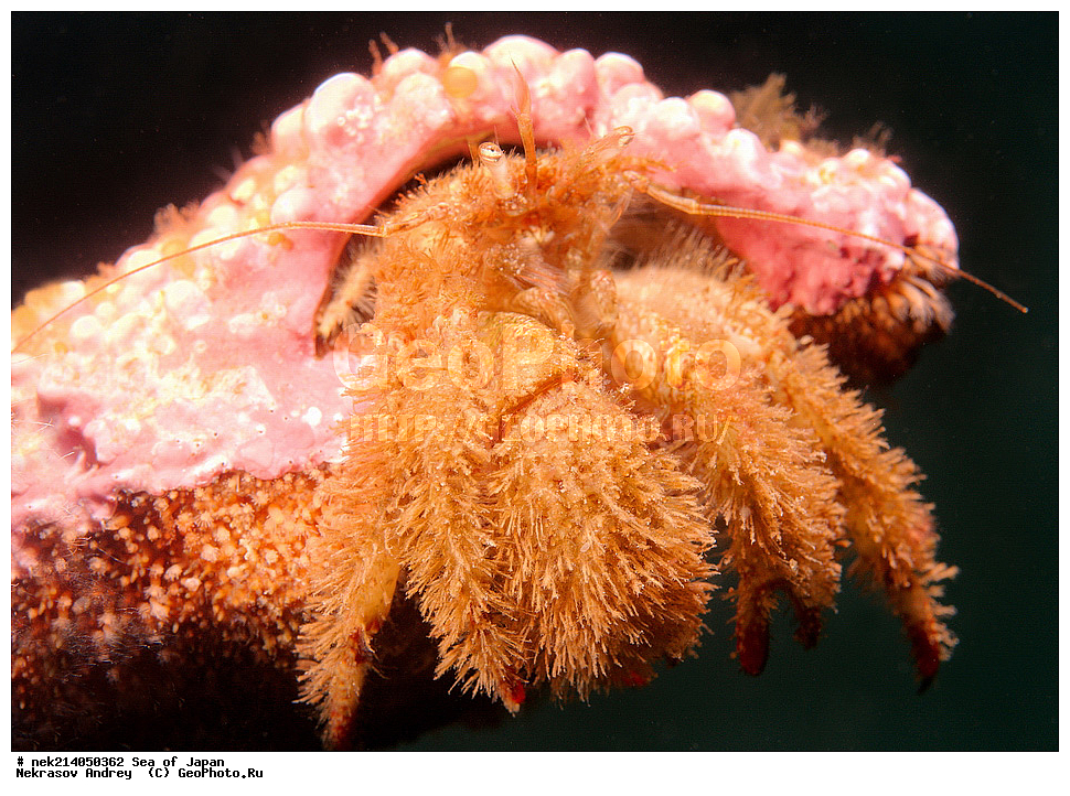 �������� ����, ���������������, ���������������, �������, ����������, ����������, ���������� ����, ����������, ��������, ����� �����, ����� ������, ��������, ��������� ����, �������� ����, ��������, ����, �������� ����, ����, �����, ������, ���������������, ��������, ��������, ����, �������, �������, ���, ���������, ���������, ��������� ���, �������������, �������������, ������������, ��������� ����, �����, �����, �������, ��� ��������� �����������, Pagurus Pectinatus, ���, ���������, �����������, ���, ���� 