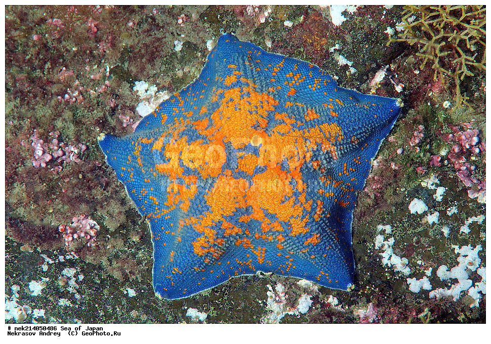 �������� ����, ���������������, ���������������, �������, ����������, ����������, ���������� ����, ����������, ��������, ����� �����, ����� ������, ��������, ��������� ����, �������� ����, ��������, ����, �������� ����, ����, �����, ������, ���������������, ��������, ��������, ����, �������, �������, ���, ���������, ���������, ��������� ���, �������������, �������������, ������������, ��������� ����, �����, �����, �������, ������� ������ ������� �����������, patiria pectinifera, �������, ������ �������, �����������, �������, ������