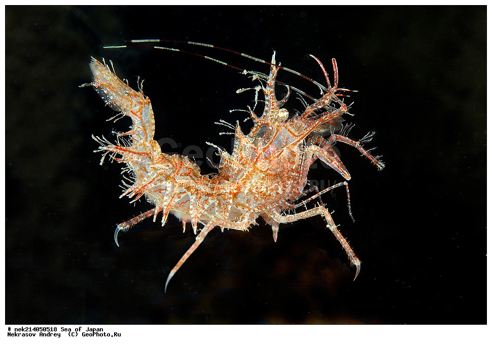 �������� ����, ���������������, ���������������, �������, ����������, ����������, ���������� ����, ����������, ��������, ����� �����, ����� ������, ��������, ��������� ����, �������� ����, ��������, ����, �������� ����, ����, �����, ������, ���������������, ��������, ��������, ����, �������, �������, ���, ���������, ���������, ��������� ���, �������������, �������������, ������������, ��������� ����, �����, �����, �������, �������� ����� �����, Rhynocrangonsharpi, Ortmann, ��������, �����, �����, �������� 