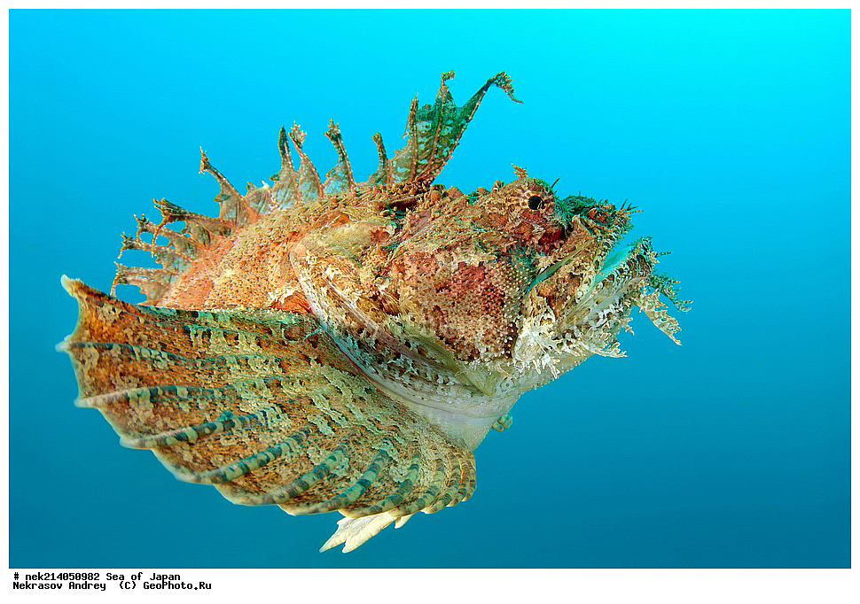 �������� ����, ���������������, ���������������, �������, ����������, ����������, ���������� ����, ����������, ��������, ����� �����, ����� ������, ��������, ��������� ����, �������� ����, ��������, ����, �������� ����, ����, �����, ������, ���������������, ��������, ��������, ����, �������, �������, ���, ���������, ���������, ��������� ���, �������������, �������������, ������������, ��������� ����, �����, �����, �������, ��������� �������, ������� �����, ������������� ���������, Hemitripterus villosus, ���������, �������, �������, �����, �������������, ���������, ����, ����, �����, �����