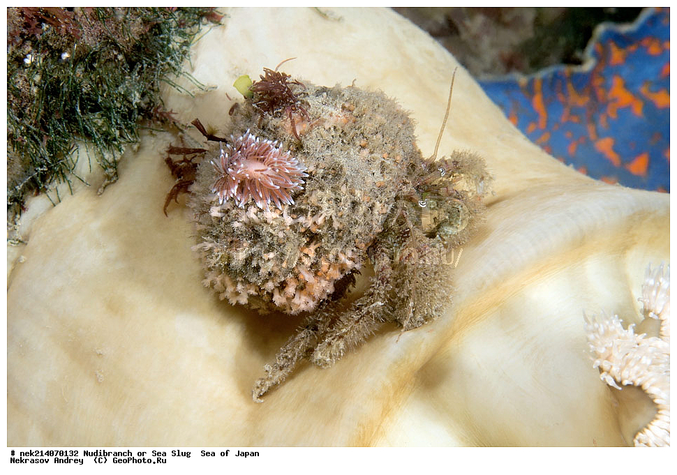 �������� ����, ���������������, ���������������, �������, ����������, ����������, ���������� ����, ����������, ��������, ����� �����, ����� ������, ��������, ��������� ����, �������� ����, ��������, ����, �������� ����, ����, �����, ������, ���������������, ��������, ��������, ����, �������, �������, ���, ���������, ���������, ��������� ���, �������������, �������������, ������������, ��������� ����, �����, �����, �������, ��������������, ������������, �������, ������������ �������, ������� �������, ������������, ������������,  ����������, ����������, ���������, ��������, ���������, ��������� ����������, ���, ���������, dive, diving, ��������� ����, ���������������, ���������������, ������� ������, ����������, ����������, ���������� ����, ����������, ��������, ������, �������, ����� �����, ����� ������, ���������, ��������� ����, ��������, ��������, �������� ����, �������� ����, ���������, ���, �����, ����, ����, ����, ������, ������, ������, �����, ������������, ������������, �������, ����� �������,  ����������, ��������, ��������, ��������, �������, ������, ������, ����, �������, ��������, ����, ����, �������, �������, ��, ���������, ���������, ������, ��������, ��, ���, ���������, ���������, ���������, ��������� ���, ��������� ������, �������, �������, �������, �������, Cuthona nana, ��� ���������, ������� 