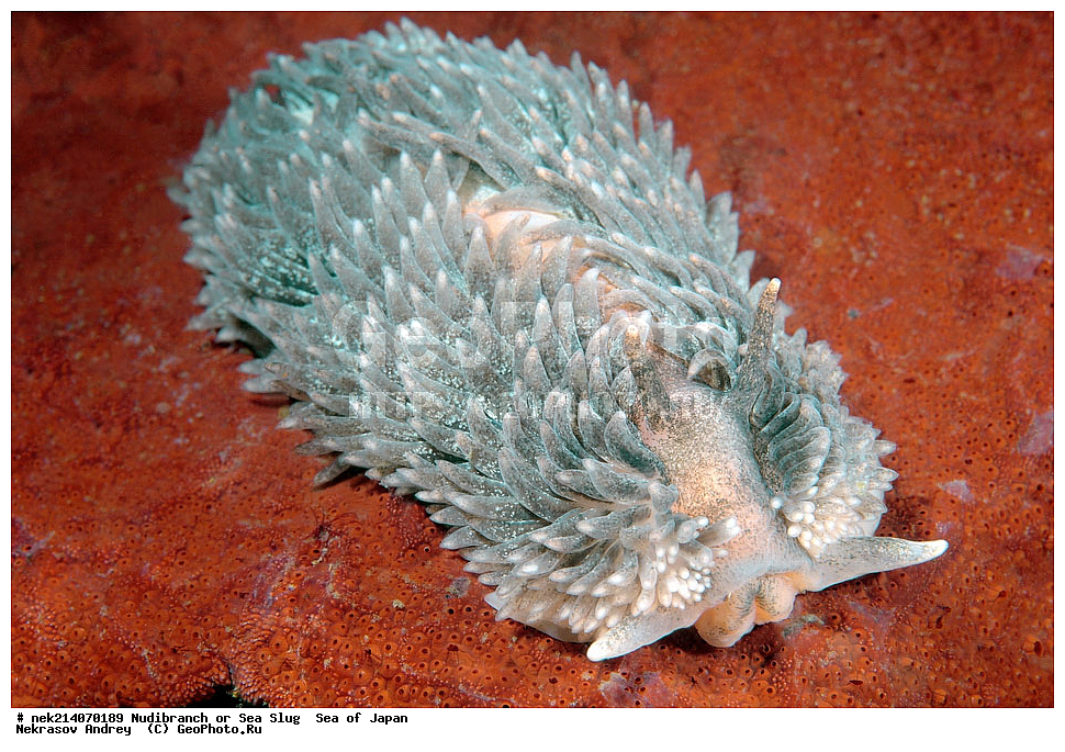 �������� ����, ���������������, ���������������, �������, ����������, ����������, ���������� ����, ����������, ��������, ����� �����, ����� ������, ��������, ��������� ����, �������� ����, ��������, ����, �������� ����, ����, �����, ������, ���������������, ��������, ��������, ����, �������, �������, ���, ���������, ���������, ��������� ���, �������������, �������������, ������������, ��������� ����, �����, �����, �������, ��������������, ������������, �������, Aeolidia papillosa, ������������ �������, ������� �������, ������������, ������������,  ����������, ����������, ���������, ��������, ���������, ��������� ����������, ���, ���������, dive, diving, ��������� ����, ���������������, ���������������, ������� ������, ����������, ����������, ���������� ����, ����������, ��������, ������, �������, ����� �����, ����� ������, ���������, ��������� ����, ��������, ��������, �������� ����, �������� ����, ���������, ���, �����, ����, ����, ����, ������, ������, ������, �����, ������������, �������, ����� �������, ����������, ��������, ��������, ��������, �������, ������, ������, ����, �������, ��������, ����, ����, �������, �������, ��, ���������, ���������, ������, ��������, ��, ���, ���������, ���������, ���������, ��������� ���, ��������� ������, �������, �������, �������, �������,