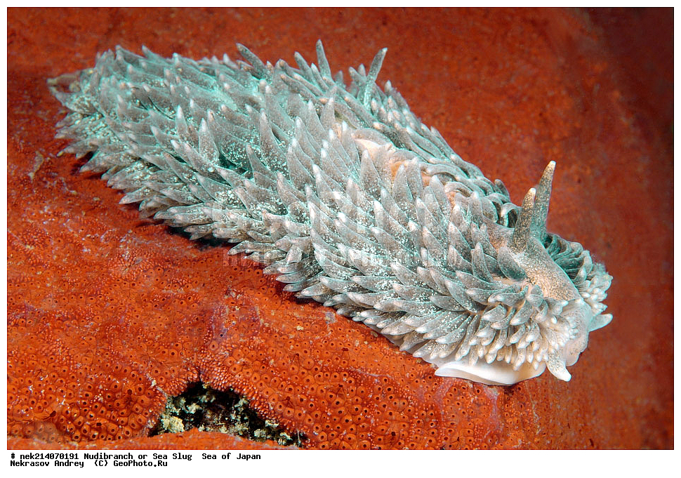 �������� ����, ���������������, ���������������, �������, ����������, ����������, ���������� ����, ����������, ��������, ����� �����, ����� ������, ��������, ��������� ����, �������� ����, ��������, ����, �������� ����, ����, �����, ������, ���������������, ��������, ��������, ����, �������, �������, ���, ���������, ���������, ��������� ���, �������������, �������������, ������������, ��������� ����, �����, �����, �������, ��������������, ������������, �������, Aeolidia papillosa, ������������ �������, ������� �������, ������������, ������������,  ����������, ����������, ���������, ��������, ���������, ��������� ����������, ���, ���������, dive, diving, ��������� ����, ���������������, ���������������, ������� ������, ����������, ����������, ���������� ����, ����������, ��������, ������, �������, ����� �����, ����� ������, ���������, ��������� ����, ��������, ��������, �������� ����, �������� ����, ���������, ���, �����, ����, ����, ����, ������, ������, ������, �����, ������������, �������, ����� �������, ����������, ��������, ��������, ��������, �������, ������, ������, ����, �������, ��������, ����, ����, �������, �������, ��, ���������, ���������, ������, ��������, ��, ���, ���������, ���������, ���������, ��������� ���, ��������� ������, �������, �������, �������, �������,