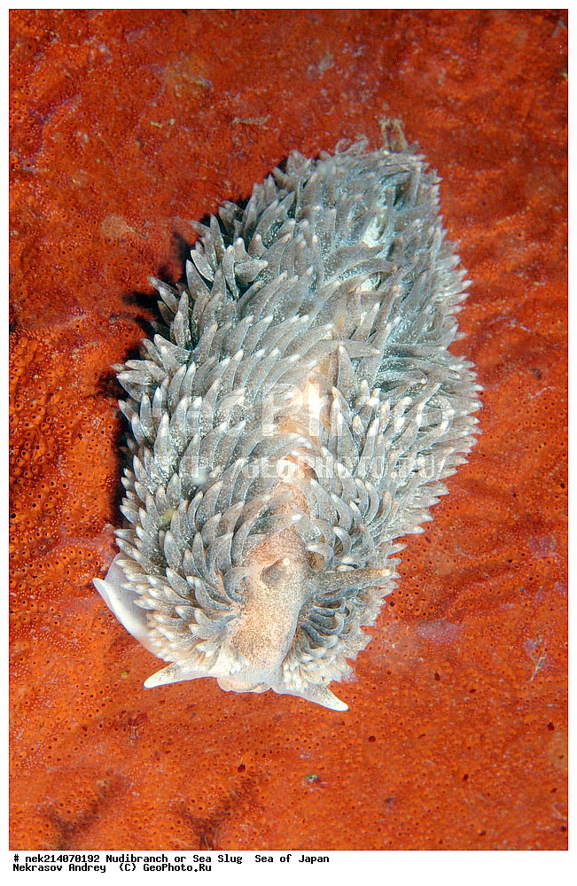 �������� ����, ���������������, ���������������, �������, ����������, ����������, ���������� ����, ����������, ��������, ����� �����, ����� ������, ��������, ��������� ����, �������� ����, ��������, ����, �������� ����, ����, �����, ������, ���������������, ��������, ��������, ����, �������, �������, ���, ���������, ���������, ��������� ���, �������������, �������������, ������������, ��������� ����, �����, �����, �������, ��������������, ������������, �������, Aeolidia papillosa, ������������ �������, ������� �������, ������������, ������������,  ����������, ����������, ���������, ��������, ���������, ��������� ����������, ���, ���������, dive, diving, ��������� ����, ���������������, ���������������, ������� ������, ����������, ����������, ���������� ����, ����������, ��������, ������, �������, ����� �����, ����� ������, ���������, ��������� ����, ��������, ��������, �������� ����, �������� ����, ���������, ���, �����, ����, ����, ����, ������, ������, ������, �����, ������������, �������, ����� �������, ����������, ��������, ��������, ��������, �������, ������, ������, ����, �������, ��������, ����, ����, �������, �������, ��, ���������, ���������, ������, ��������, ��, ���, ���������, ���������, ���������, ��������� ���, ��������� ������, �������, �������, �������, �������,