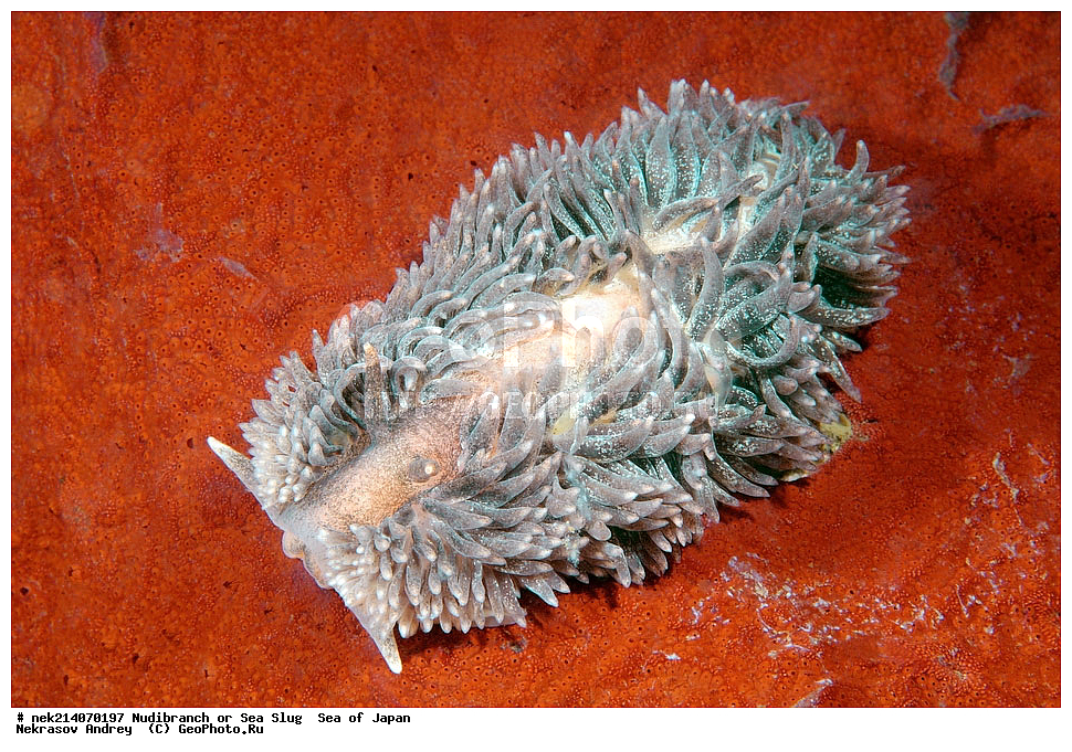 �������� ����, ���������������, ���������������, �������, ����������, ����������, ���������� ����, ����������, ��������, ����� �����, ����� ������, ��������, ��������� ����, �������� ����, ��������, ����, �������� ����, ����, �����, ������, ���������������, ��������, ��������, ����, �������, �������, ���, ���������, ���������, ��������� ���, �������������, �������������, ������������, ��������� ����, �����, �����, �������, ��������������, ������������, �������, Aeolidia papillosa, ������������ �������, ������� �������, ������������, ������������,  ����������, ����������, ���������, ��������, ���������, ��������� ����������, ���, ���������, dive, diving, ��������� ����, ���������������, ���������������, ������� ������, ����������, ����������, ���������� ����, ����������, ��������, ������, �������, ����� �����, ����� ������, ���������, ��������� ����, ��������, ��������, �������� ����, �������� ����, ���������, ���, �����, ����, ����, ����, ������, ������, ������, �����, ������������, �������, ����� �������, ����������, ��������, ��������, ��������, �������, ������, ������, ����, �������, ��������, ����, ����, �������, �������, ��, ���������, ���������, ������, ��������, ��, ���, ���������, ���������, ���������, ��������� ���, ��������� ������, �������, �������, �������, �������,