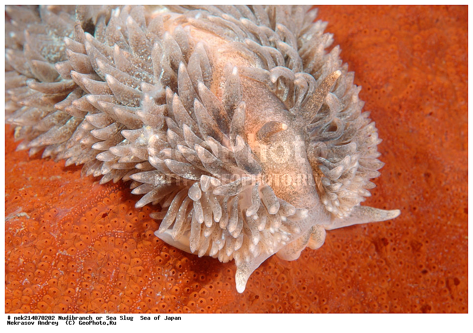 �������� ����, ���������������, ���������������, �������, ����������, ����������, ���������� ����, ����������, ��������, ����� �����, ����� ������, ��������, ��������� ����, �������� ����, ��������, ����, �������� ����, ����, �����, ������, ���������������, ��������, ��������, ����, �������, �������, ���, ���������, ���������, ��������� ���, �������������, �������������, ������������, ��������� ����, �����, �����, �������, ��������������, ������������, �������, Aeolidia papillosa, ������������ �������, ������� �������, ������������, ������������,  ����������, ����������, ���������, ��������, ���������, ��������� ����������, ���, ���������, dive, diving, ��������� ����, ���������������, ���������������, ������� ������, ����������, ����������, ���������� ����, ����������, ��������, ������, �������, ����� �����, ����� ������, ���������, ��������� ����, ��������, ��������, �������� ����, �������� ����, ���������, ���, �����, ����, ����, ����, ������, ������, ������, �����, ������������, �������, ����� �������, ����������, ��������, ��������, ��������, �������, ������, ������, ����, �������, ��������, ����, ����, �������, �������, ��, ���������, ���������, ������, ��������, ��, ���, ���������, ���������, ���������, ��������� ���, ��������� ������, �������, �������, �������, �������,