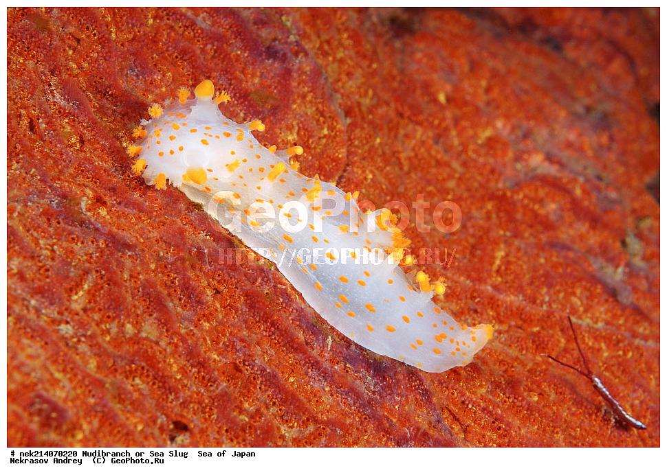 �������� ����, ���������������, ���������������, �������, ����������, ����������, ���������� ����, ����������, ��������, ����� �����, ����� ������, ��������, ��������� ����, �������� ����, ��������, ����, �������� ����, ����, �����, ������, ���������������, ��������, ��������, ����, �������, �������, ���, ���������, ���������, ��������� ���, �������������, �������������, ������������, ��������� ����, �����, �����, �������, ��������������, ������������, �������, Triopha catalinae, ������������ �������, ������� �������, ������������, ������������,  ����������, ����������, ���������, ��������, ���������, ��������� ����������, ���, ���������, dive, diving, ��������� ����, ���������������, ���������������, ������� ������, ����������, ����������, ���������� ����, ����������, ��������, ������, �������, ����� �����, ����� ������, ���������, ��������� ����, ��������, ��������, �������� ����, �������� ����, ���������, ���, �����, ����, ����, ����, ������, ������, ������, �����, ������������, �������, ����� �������, ����������, ��������, ��������, ��������, �������, ������, ������, ����, �������, ��������, ����, ����, �������, �������, ��, ���������, ���������, ������, ��������, ��, ���, ���������, ���������, ���������, ��������� ���, ��������� ������, �������, �������, �������, �������,