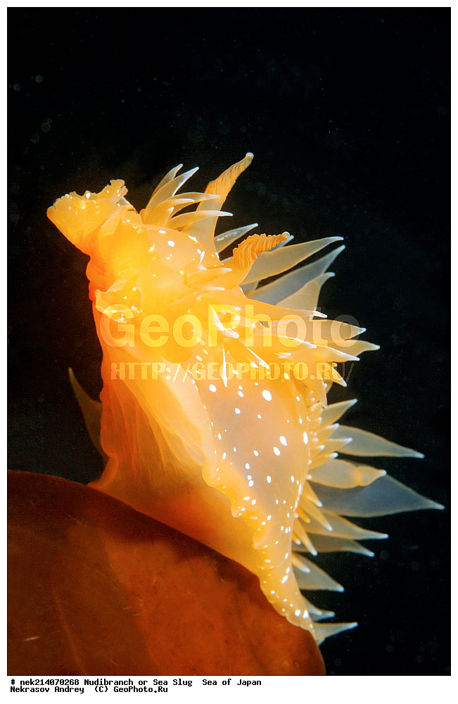 �������� ����, ���������������, ���������������, �������, ����������, ����������, ���������� ����, ����������, ��������, ����� �����, ����� ������, ��������, ��������� ����, �������� ����, ��������, ����, �������� ����, ����, �����, ������, ���������������, ��������, ��������, ����, �������, �������, ���, ���������, ���������, ��������� ���, �������������, �������������, ������������, ��������� ����, �����, �����, �������, ��������������, ������������, �������, Dirona pellucida, ������������ �������, ������� �������, ������������, ������������,  ����������, ����������, ���������, ��������, ���������, ��������� ����������, ���, ���������, dive, diving, ��������� ����, ���������������, ���������������, ������� ������, ����������, ����������, ���������� ����, ����������, ��������, ������, �������, ����� �����, ����� ������, ���������, ��������� ����, ��������, ��������, �������� ����, �������� ����, ���������, ���, �����, ����, ����, ����, ������, ������, ������, �����, ������������, �������, ����� �������, ����������, ��������, ��������, ��������, �������, ������, ������, ����, �������, ��������, ����, ����, �������, �������, ��, ���������, ���������, ������, ��������, ��, ���, ���������, ���������, ���������, ��������� ���, ��������� ������, �������, �������, �������, �������,