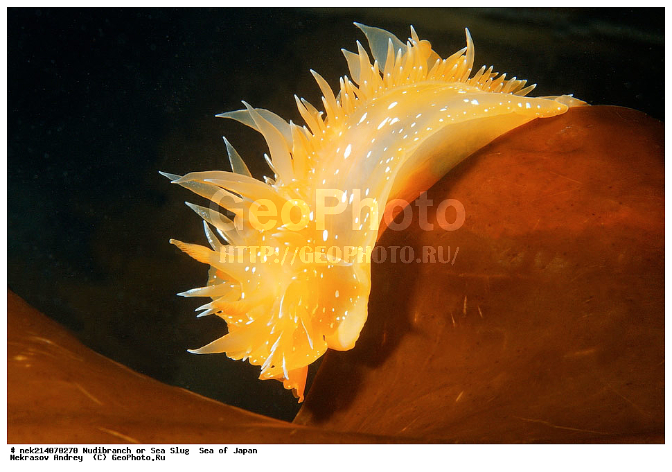 �������� ����, ���������������, ���������������, �������, ����������, ����������, ���������� ����, ����������, ��������, ����� �����, ����� ������, ��������, ��������� ����, �������� ����, ��������, ����, �������� ����, ����, �����, ������, ���������������, ��������, ��������, ����, �������, �������, ���, ���������, ���������, ��������� ���, �������������, �������������, ������������, ��������� ����, �����, �����, �������, ��������������, ������������, �������, Dirona pellucida, ������������ �������, ������� �������, ������������, ������������,  ����������, ����������, ���������, ��������, ���������, ��������� ����������, ���, ���������, dive, diving, ��������� ����, ���������������, ���������������, ������� ������, ����������, ����������, ���������� ����, ����������, ��������, ������, �������, ����� �����, ����� ������, ���������, ��������� ����, ��������, ��������, �������� ����, �������� ����, ���������, ���, �����, ����, ����, ����, ������, ������, ������, �����, ������������, �������, ����� �������, ����������, ��������, ��������, ��������, �������, ������, ������, ����, �������, ��������, ����, ����, �������, �������, ��, ���������, ���������, ������, ��������, ��, ���, ���������, ���������, ���������, ��������� ���, ��������� ������, �������, �������, �������, �������,