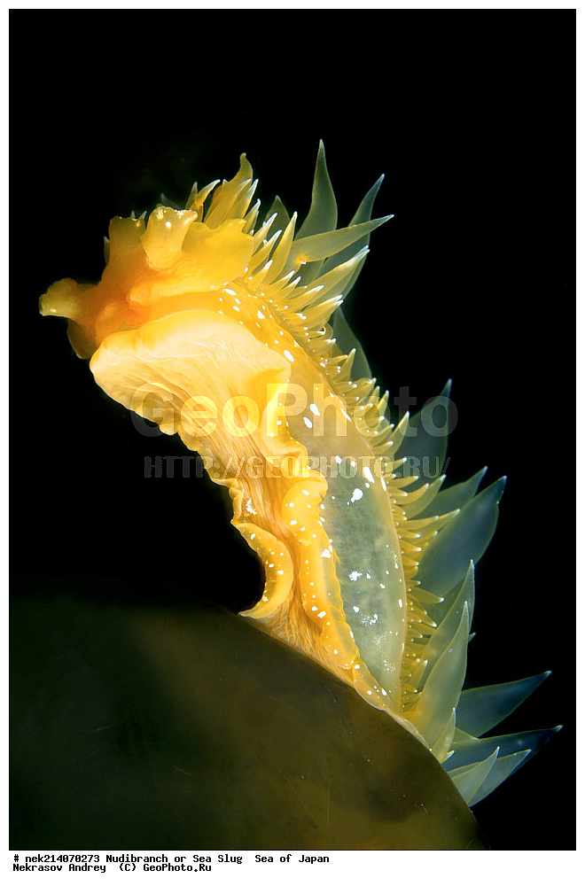 �������� ����, ���������������, ���������������, �������, ����������, ����������, ���������� ����, ����������, ��������, ����� �����, ����� ������, ��������, ��������� ����, �������� ����, ��������, ����, �������� ����, ����, �����, ������, ���������������, ��������, ��������, ����, �������, �������, ���, ���������, ���������, ��������� ���, �������������, �������������, ������������, ��������� ����, �����, �����, �������, ��������������, ������������, �������, Dirona pellucida, ������������ �������, ������� �������, ������������, ������������,  ����������, ����������, ���������, ��������, ���������, ��������� ����������, ���, ���������, dive, diving, ��������� ����, ���������������, ���������������, ������� ������, ����������, ����������, ���������� ����, ����������, ��������, ������, �������, ����� �����, ����� ������, ���������, ��������� ����, ��������, ��������, �������� ����, �������� ����, ���������, ���, �����, ����, ����, ����, ������, ������, ������, �����, ������������, �������, ����� �������, ����������, ��������, ��������, ��������, �������, ������, ������, ����, �������, ��������, ����, ����, �������, �������, ��, ���������, ���������, ������, ��������, ��, ���, ���������, ���������, ���������, ��������� ���, ��������� ������, �������, �������, �������, �������,