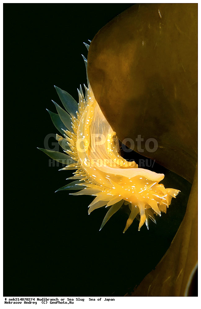 �������� ����, ���������������, ���������������, �������, ����������, ����������, ���������� ����, ����������, ��������, ����� �����, ����� ������, ��������, ��������� ����, �������� ����, ��������, ����, �������� ����, ����, �����, ������, ���������������, ��������, ��������, ����, �������, �������, ���, ���������, ���������, ��������� ���, �������������, �������������, ������������, ��������� ����, �����, �����, �������, ��������������, ������������, �������, Dirona pellucida, ������������ �������, ������� �������, ������������, ������������,  ����������, ����������, ���������, ��������, ���������, ��������� ����������, ���, ���������, dive, diving, ��������� ����, ���������������, ���������������, ������� ������, ����������, ����������, ���������� ����, ����������, ��������, ������, �������, ����� �����, ����� ������, ���������, ��������� ����, ��������, ��������, �������� ����, �������� ����, ���������, ���, �����, ����, ����, ����, ������, ������, ������, �����, ������������, �������, ����� �������, ����������, ��������, ��������, ��������, �������, ������, ������, ����, �������, ��������, ����, ����, �������, �������, ��, ���������, ���������, ������, ��������, ��, ���, ���������, ���������, ���������, ��������� ���, ��������� ������, �������, �������, �������, �������,