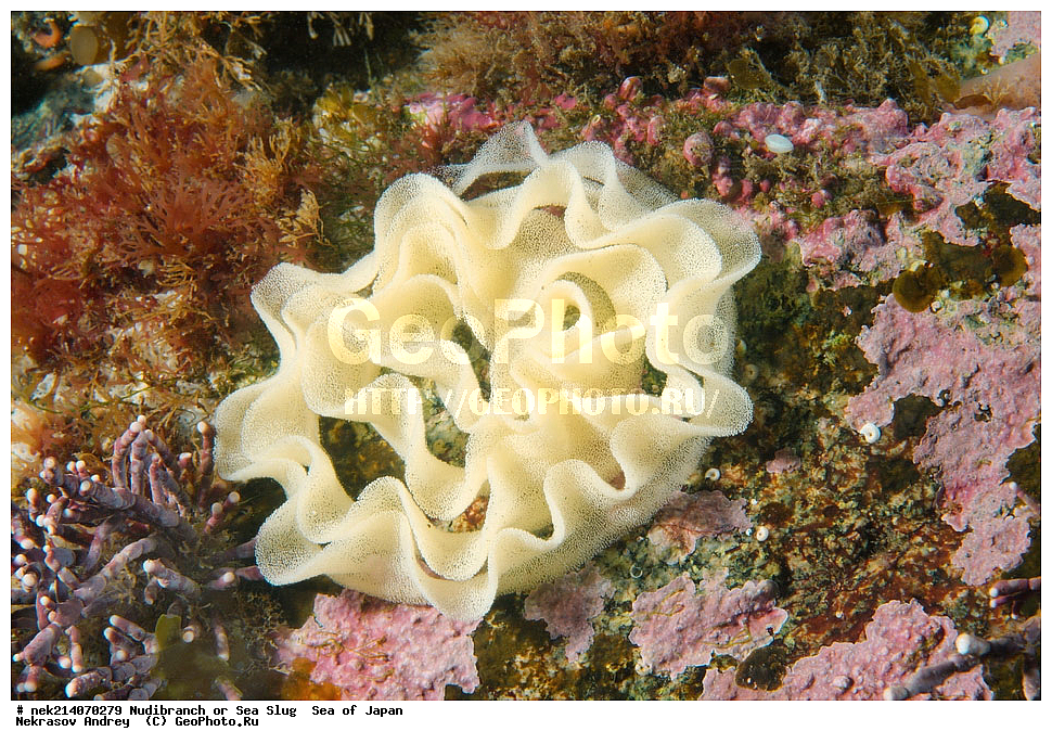 �������� ����, ���������������, ���������������, �������, ����������, ����������, ���������� ����, ����������, ��������, ����� �����, ����� ������, ��������, ��������� ����, �������� ����, ��������, ����, �������� ����, ����, �����, ������, ���������������, ��������, ��������, ����, �������, �������, ���, ���������, ���������, ��������� ���, �������������, �������������, ������������, ��������� ����, �����, �����, �������, ��������������, ������������, �������, Nudibranchia, ����, ������, ���, �����������, ������������ �������, ������� �������, ������������, ������������,  ����������, ����������, ���������, ��������, ���������, ��������� ����������, ���, ���������, dive, diving, ��������� ����, ���������������, ���������������, ������� ������, ����������, ����������, ���������� ����, ����������, ��������, ������, �������, ����� �����, ����� ������, ���������, ��������� ����, ��������, ��������, �������� ����, �������� ����, ���������, ���, �����, ����, ����, ����, ������, ������, ������, �����, ������������, �������, ����� �������, ����������, ��������, ��������, ��������, �������, ������, ������, ����, �������, ��������, ����, ����, �������, �������, ��, ���������, ���������, ������, ��������, ��, ���, ���������, ���������, ���������, ��������� ���, ��������� ������, �������, �������, �������, �������,
