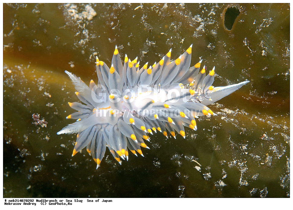 �������� ����, ���������������, ���������������, �������, ����������, ����������, ���������� ����, ����������, ��������, ����� �����, ����� ������, ��������, ��������� ����, �������� ����, ��������, ����, �������� ����, ����, �����, ������, ���������������, ��������, ��������, ����, �������, �������, ���, ���������, ���������, ��������� ���, �������������, �������������, ������������, ��������� ����, �����, �����, �������, ��������������, ������������, �������, Janolus fuscus, ������������ �������, ������� �������, ������������, ������������,  ����������, ����������, ���������, ��������, ���������, ��������� ����������, ���, ���������, dive, diving, ��������� ����, ���������������, ���������������, ������� ������, ����������, ����������, ���������� ����, ����������, ��������, ������, �������, ����� �����, ����� ������, ���������, ��������� ����, ��������, ��������, �������� ����, �������� ����, ���������, ���, �����, ����, ����, ����, ������, ������, ������, �����, ������������, �������, ����� �������, ����������, ��������, ��������, ��������, �������, ������, ������, ����, �������, ��������, ����, ����, �������, �������, ��, ���������, ���������, ������, ��������, ��, ���, ���������, ���������, ���������, ��������� ���, ��������� ������, �������, �������, �������, �������,