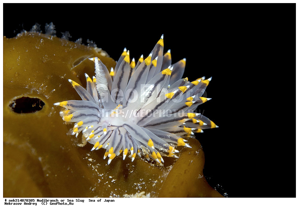 �������� ����, ���������������, ���������������, �������, ����������, ����������, ���������� ����, ����������, ��������, ����� �����, ����� ������, ��������, ��������� ����, �������� ����, ��������, ����, �������� ����, ����, �����, ������, ���������������, ��������, ��������, ����, �������, �������, ���, ���������, ���������, ��������� ���, �������������, �������������, ������������, ��������� ����, �����, �����, �������, ��������������, ������������, �������, Janolus fuscus, ������������ �������, ������� �������, ������������, ������������,  ����������, ����������, ���������, ��������, ���������, ��������� ����������, ���, ���������, dive, diving, ��������� ����, ���������������, ���������������, ������� ������, ����������, ����������, ���������� ����, ����������, ��������, ������, �������, ����� �����, ����� ������, ���������, ��������� ����, ��������, ��������, �������� ����, �������� ����, ���������, ���, �����, ����, ����, ����, ������, ������, ������, �����, ������������, �������, ����� �������, ����������, ��������, ��������, ��������, �������, ������, ������, ����, �������, ��������, ����, ����, �������, �������, ��, ���������, ���������, ������, ��������, ��, ���, ���������, ���������, ���������, ��������� ���, ��������� ������, �������, �������, �������, �������,