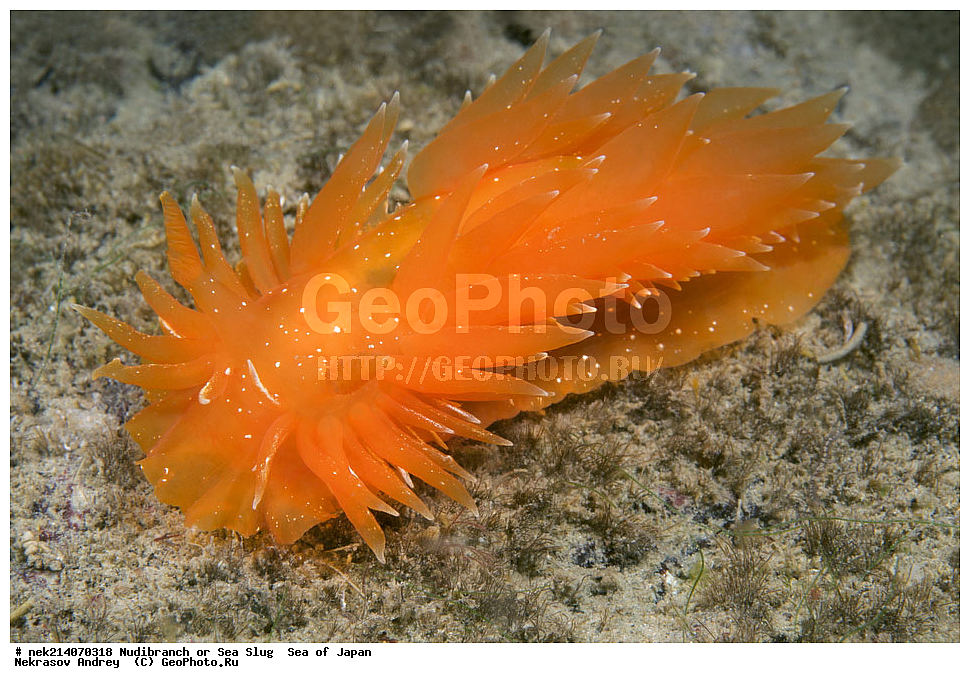 �������� ����, ���������������, ���������������, �������, ����������, ����������, ���������� ����, ����������, ��������, ����� �����, ����� ������, ��������, ��������� ����, �������� ����, ��������, ����, �������� ����, ����, �����, ������, ���������������, ��������, ��������, ����, �������, �������, ���, ���������, ���������, ��������� ���, �������������, �������������, ������������, ��������� ����, �����, �����, �������, ��������������, ������������, �������, Dirona pellucida, ������������ �������, ������� �������, ������������, ������������,  ����������, ����������, ���������, ��������, ���������, ��������� ����������, ���, ���������, dive, diving, ��������� ����, ���������������, ���������������, ������� ������, ����������, ����������, ���������� ����, ����������, ��������, ������, �������, ����� �����, ����� ������, ���������, ��������� ����, ��������, ��������, �������� ����, �������� ����, ���������, ���, �����, ����, ����, ����, ������, ������, ������, �����, ������������, �������, ����� �������, ����������, ��������, ��������, ��������, �������, ������, ������, ����, �������, ��������, ����, ����, �������, �������, ��, ���������, ���������, ������, ��������, ��, ���, ���������, ���������, ���������, ��������� ���, ��������� ������, �������, �������, �������, �������,